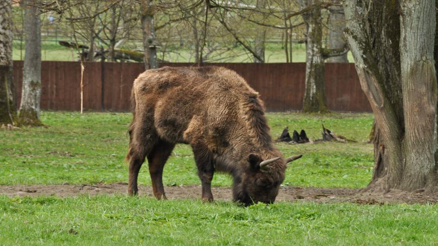 Białowieza rezerwat zubrow.jpg